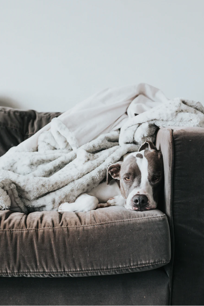 Interior Design Tips for pet owners - match your pet to your sofa