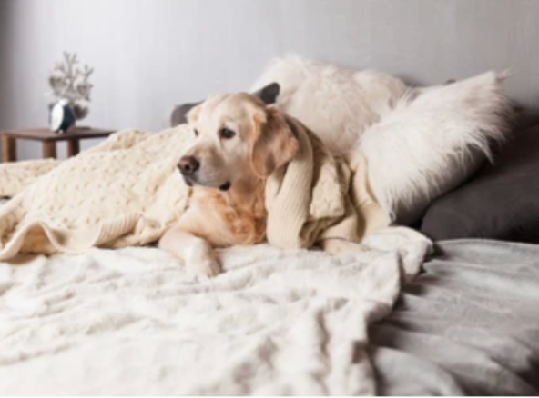 Interior Design Tips for pet owners - match your pet to your style