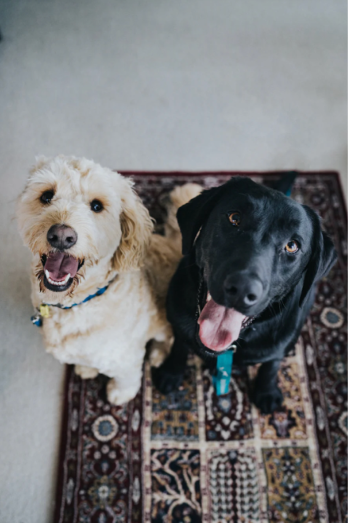 Interior Design Tips for pet owners - use patterned rugs