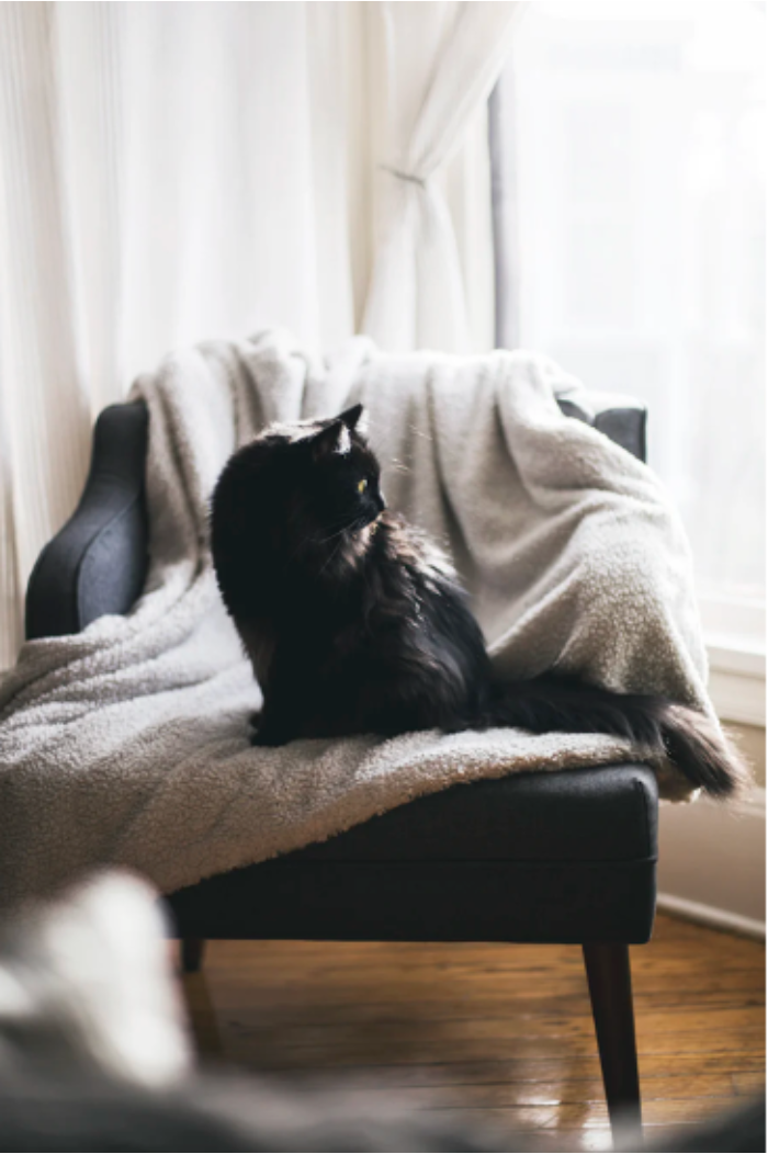 Interior Design Tips for pet owners - create a cosy space in each room