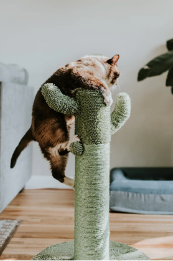 Interior Design Tips for pet owners - use a stylish scratch post