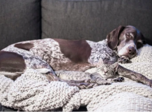 Interior Design Tips for pet owners - use a blanket to protect your sofa