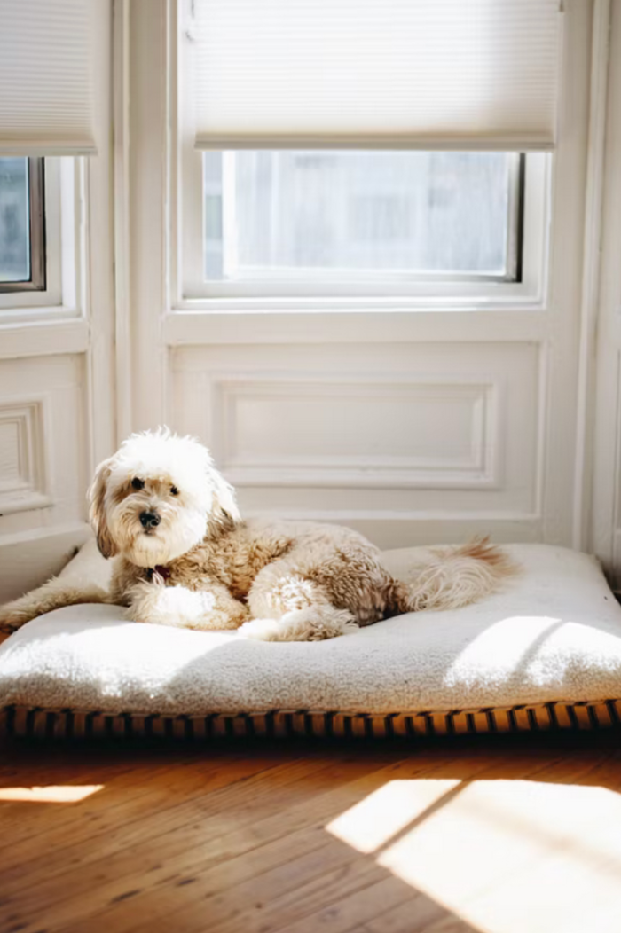 Interior Design Tips for pet owners - match your pet to your room